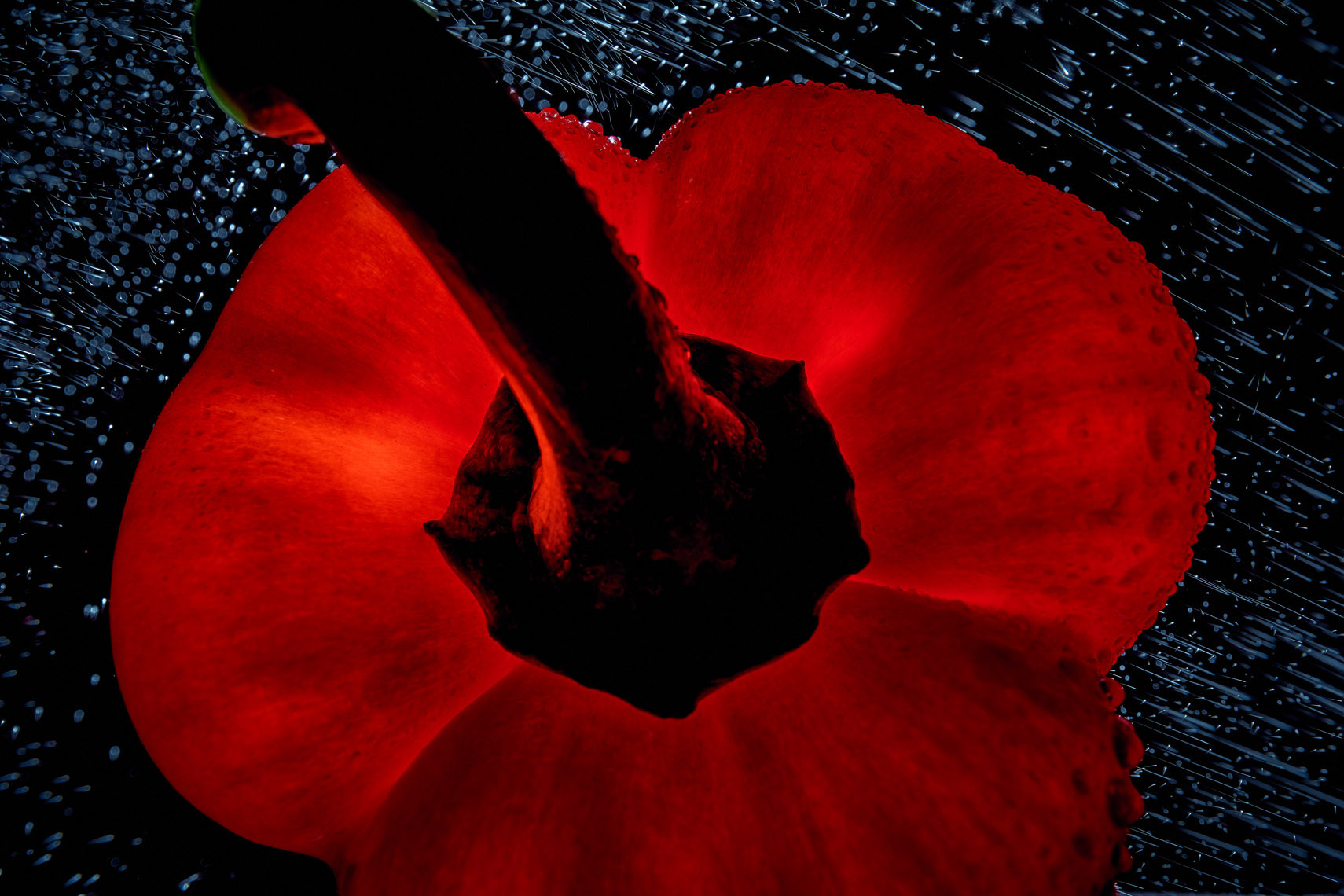 Paprika_Image_2718_1